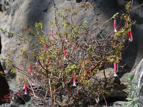 Epacris longiflora