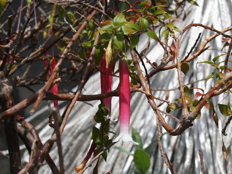 Epacris longiflora