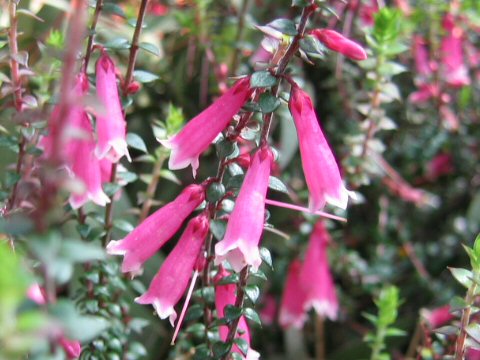 Epacris reclinata