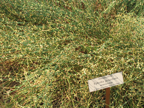 Ephedra gerardiana