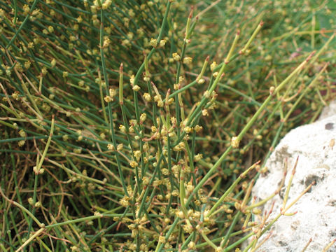 Ephedra gerardiana