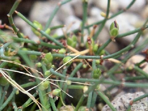 Ephedra monosperma