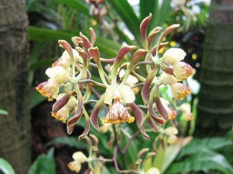 Epidendrum alatum