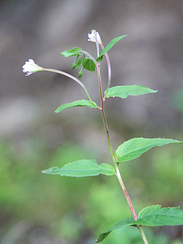 Epilobium alsinifolium