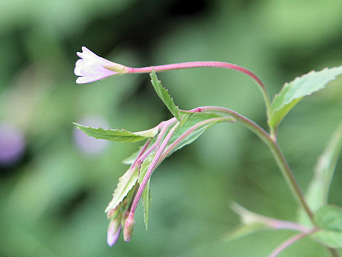 Epilobium alsinifolium