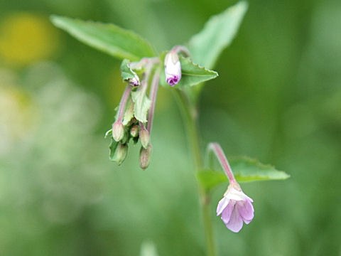 Epilobium alsinifolium