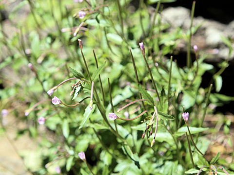 Epilobium alsinifolium