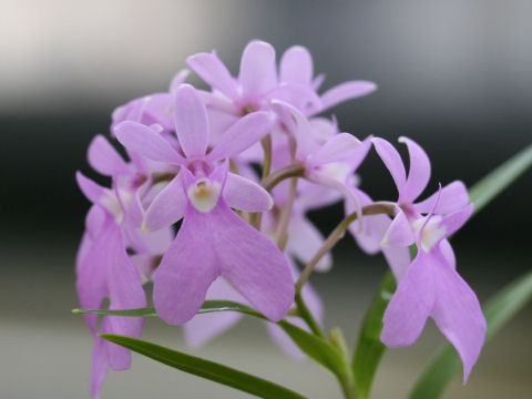 Epidendrum centradenium