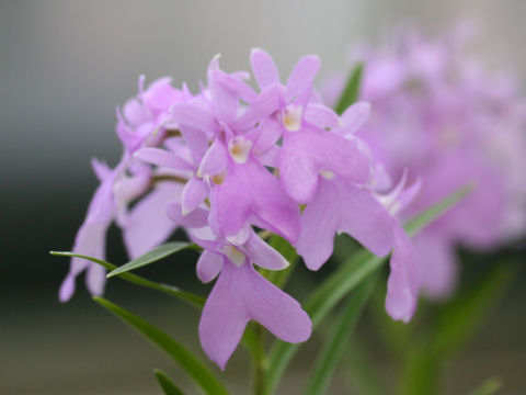 Epidendrum centradenium