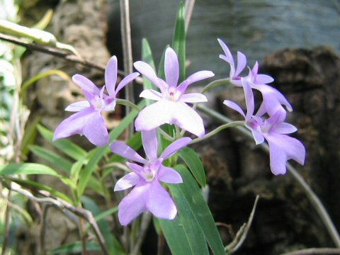 Epidendrum centradenium