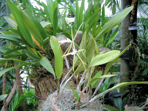 Epidendrum ciliare