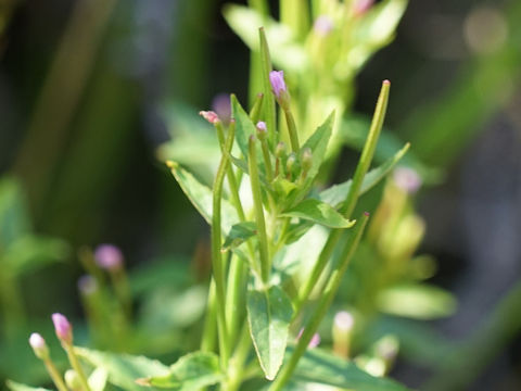 Epilobium ciliatum