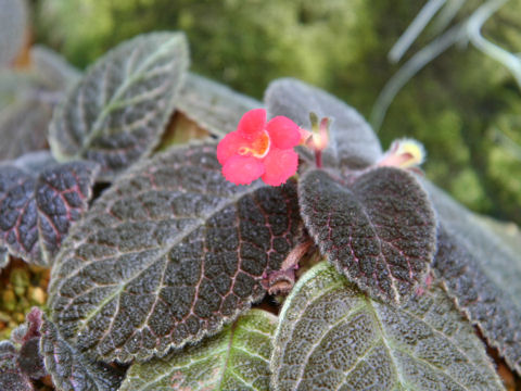 Episcia cupreata