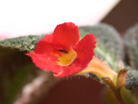 Episcia cupreata cv. Silver Sheen