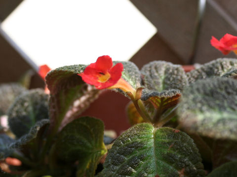 Episcia cupreata cv. Silver Sheen