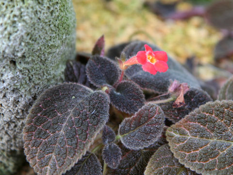 Episcia cupreata cv. Musaica