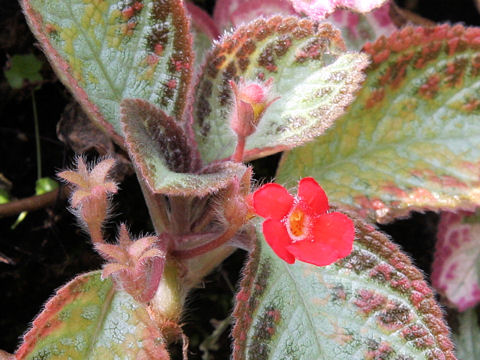 Episcia cupreata