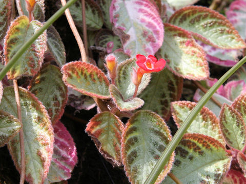 Episcia cupreata