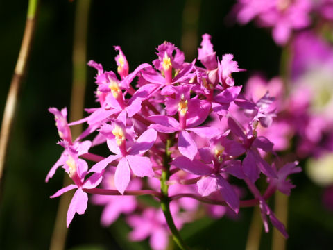 Epidendrum sp.