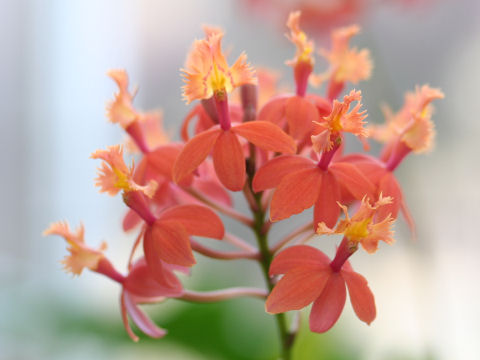 Epidendrum sp.