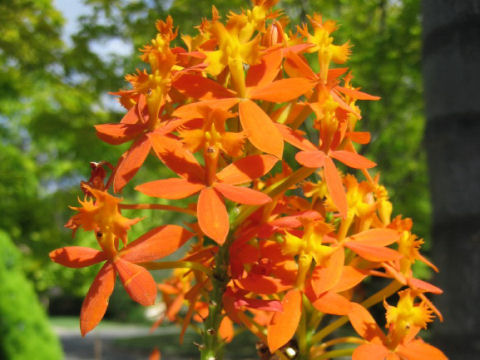 Epidendrum sp.