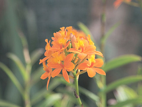 Epidendrum sp.