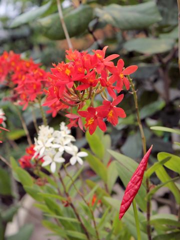 Epidendrum sp.