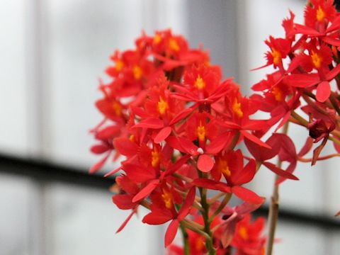 Epidendrum sp.