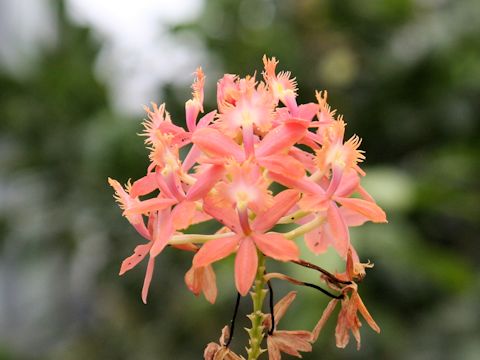 Epidendrum sp.