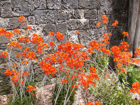 Epidendrum sp.