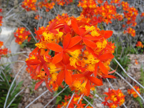 Epidendrum sp.