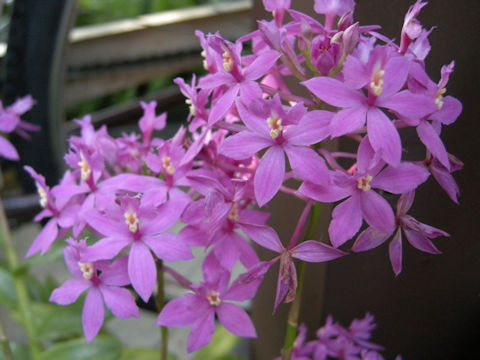 Epidendrum sp.