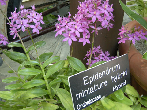 Epidendrum sp.