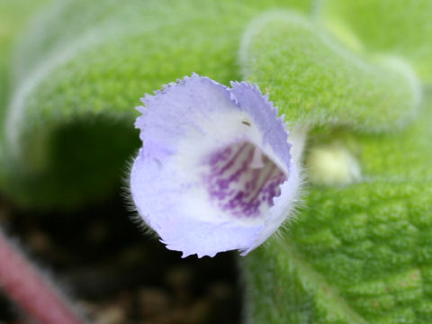 Episcia fimbriata cv. Blue Heaven