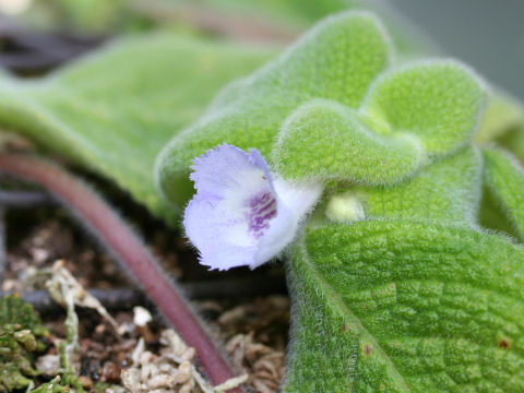 Episcia fimbriata cv. Blue Heaven