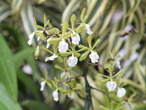 Epidendrum floribundum