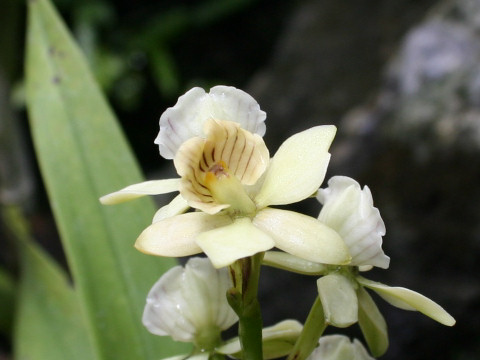 Epidendrum fragrans