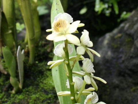 Epidendrum fragrans