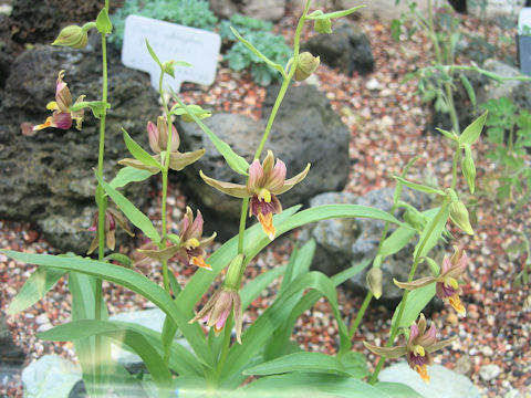 Epipactis gigantea