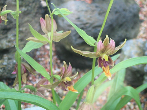 Epipactis gigantea