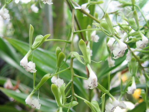 Epidendrum paniculatum