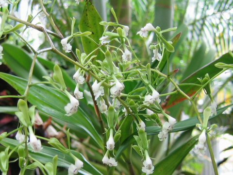 Epidendrum paniculatum