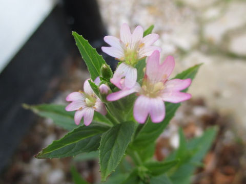 Epilobium parviflorum