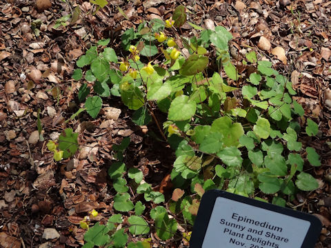 Epimedium cv. Sunny and Share