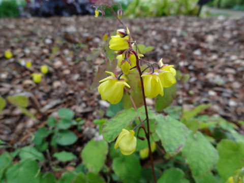 Epimedium cv. Sunny and Share