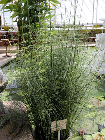 Equisetum giganteum