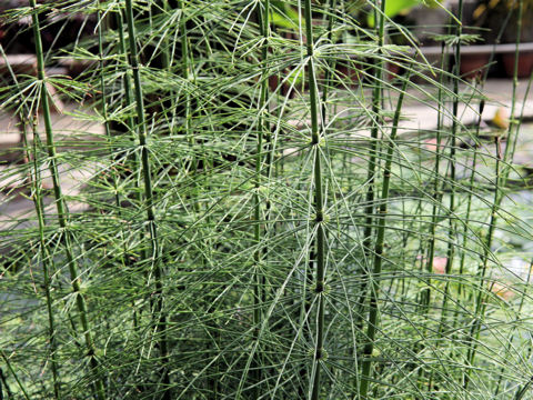 Equisetum giganteum