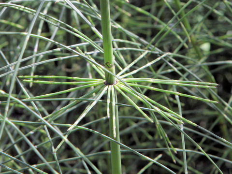 Equisetum giganteum