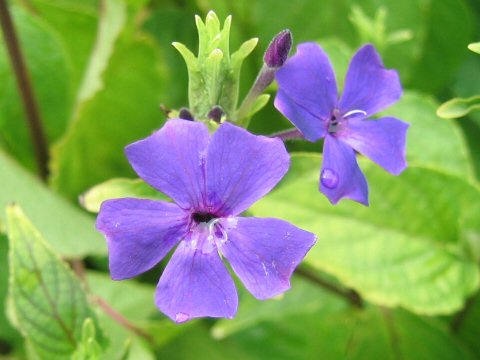 Eranthemum wattii