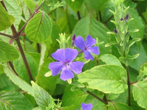 Eranthemum wattii